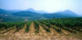 /album/il-territorio/vigneti-vignalta-07-jpg2/